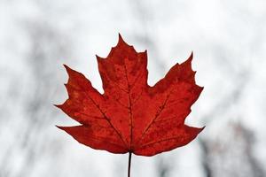 Red autumn leaf on blue sky background photo