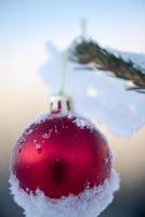 christmas balls on pine tree photo