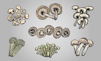 Set of hand drawn edible mushrooms in vector illustration
