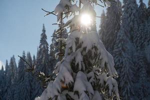 pine tree forest background covered with fresh snow photo