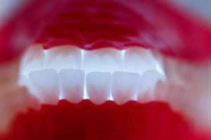 vista interior de la mandíbula humana con modelo de anatomía de dientes y encías foto