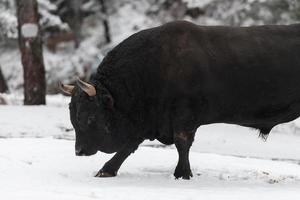 un gran toro negro en el entrenamiento de nieve para luchar en la arena. concepto de corridas de toros. enfoque selectivo foto