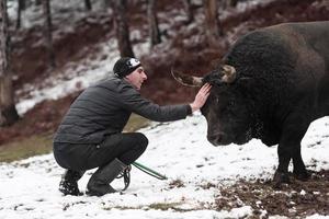 Fighter Bull whispers, A man who training a bull on a snowy winter day in a forest meadow and preparing him for a fight in the arena. Bullfighting concept. photo