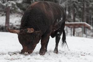 A big black bull in the snow training to fight in the arena. Bullfighting concept. Selective focus photo