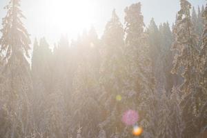 fondo de bosque de pinos cubierto de nieve fresca foto