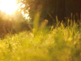 grass with dew drops photo