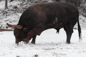 A big black bull in the snow training to fight in the arena. Bullfighting concept. Selective focus photo