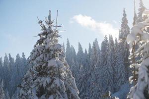 pine tree forest background covered with fresh snow photo