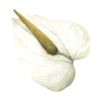floral. ilustración de acuarela png