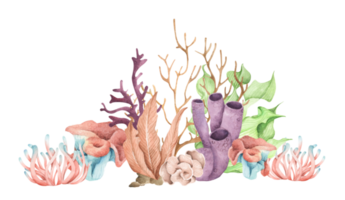 zeewier. onderwater oceaanplanten, zeekoraalelementen. aquarel illustratie. png