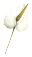 Blumen. aquarellillustration. png