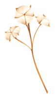 floral. ilustración de acuarela png