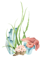 algas plantas oceánicas submarinas, elementos de coral marino. ilustración de acuarela png