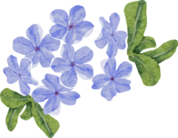 watercolor beautiful white rose and blue Plumbago auriculata plant flower bouquet clipart png