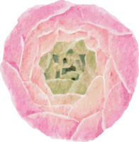 vattenfärg skön rosa och vit reste sig, ranunkel och blå BLYBLOMMA auriculata växt blomma bukett ClipArt png