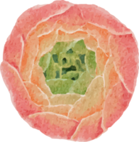 vattenfärg skön rosa och vit reste sig, ranunkel och blå BLYBLOMMA auriculata växt blomma bukett ClipArt png