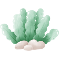 watercolor sea coral png