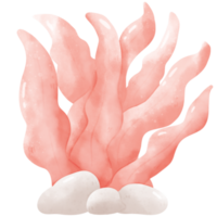 corail de mer aquarelle png