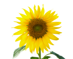 tournesol isolé sur fond blanc png