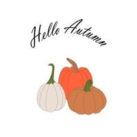 pumpkins, halloween, fall harvest gourds.  Autumn thanksgiving and halloween pumpkins collection vector
