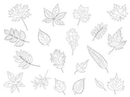 a set of hand-drawn line art leaves. Vector illustration. Elements of autumn design