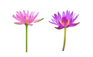 Isolated waterlily or lotus flowers with clipping paths. png