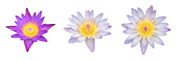 Isolated pink lotus or waterlily flower with clipping paths png