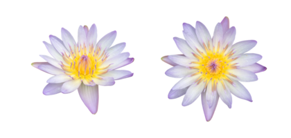 lótus rosa isolado ou flor de nenúfar com traçados de recorte png