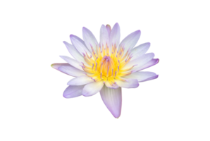 isolierte Seerose oder Lotusblumen mit Beschneidungspfaden. png