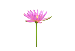 Isolated waterlily or lotus flowers with clipping paths. png