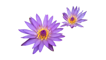 Isolated pink lotus or waterlily flower with clipping paths png