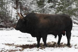 A big black bull in the snow training to fight in the arena. Bullfighting concept. Selective focus photo