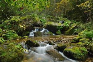 Creek in forest photo