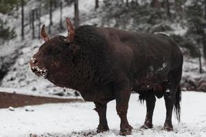 A big black bull in the snow training to fight in the arena. Bullfighting concept. Selective focus photo