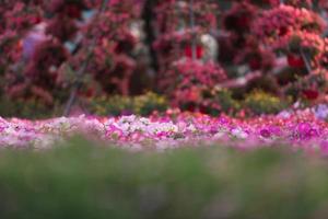 Dubai miracle garden photo