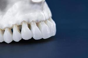 mandíbula superior humana con dientes foto