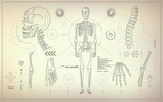 skeleton analysis blueprint vector