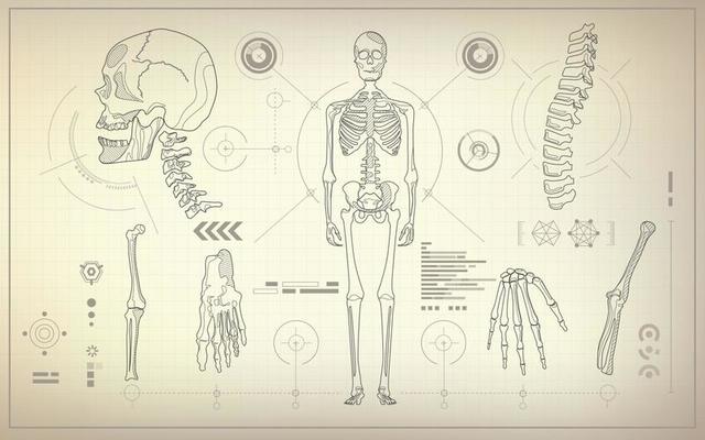 skeleton analysis blueprint