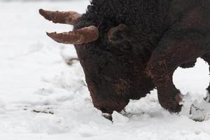 A big black bull stabs its horns into the snowy ground and trains to fight in the arena. The concept of bullfighting. Selective focus photo