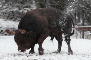 A big black bull in the snow training to fight in the arena. Bullfighting concept. Selective focus photo