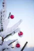 bolas de navidad en pino foto