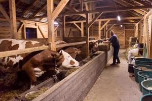 rebaño de vacas comiendo heno en el establo en la granja lechera foto