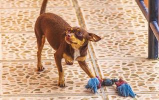 Russian toy terrier dog portrait looking playful and cute Mexico. photo