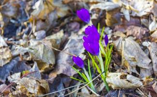 Crocus on the forest floor with foliage and grass Germany. photo
