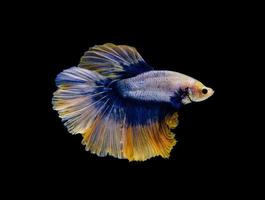 Yellow half moon Betta splendens fish or Siamese fighting fish on black background photo