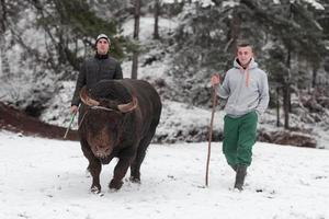 susurros de toros de combate, un hombre que entrena a un toro en un día nevado de invierno en un prado forestal y lo prepara para una pelea en la arena. concepto de corridas de toros. foto