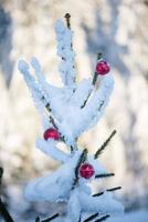 bolas de navidad en pino foto