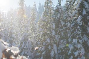 pine tree forest background covered with fresh snow photo