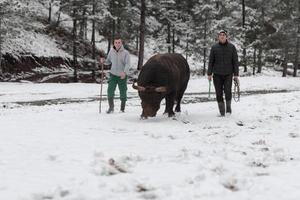 Fighter Bull whispers, A man who training a bull on a snowy winter day in a forest meadow and preparing him for a fight in the arena. Bullfighting concept. photo