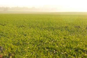 green grass on a background beautiful sunset photo